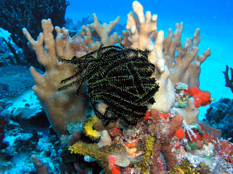 crinoid5