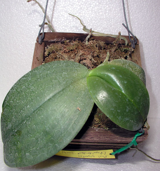 phal gigantea