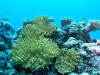 First Dive at Wau Island, Mili Atoll