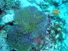 First Dive at Wau Island, Mili Atoll