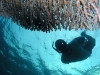 Airport Snorkel