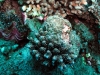 Acropora and clam