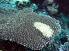Table Acropora with odd thick patch