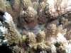 Acropora with Goby