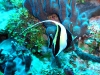 Moorish Idol
