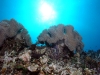 Leather Coral