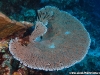 Acropora
