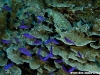 Anthias