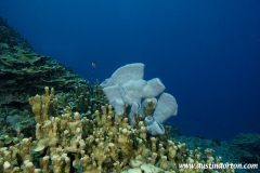 Majuro Lagoon Pinnacle 1