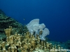 Sponge