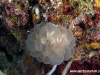 Bubble Coral