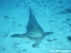 Zebra Shark