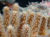 Soft Coral