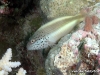 Hawkfish