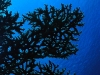Majuro Dive, Ocean Side