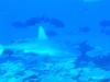 Wau shark dive