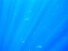 Wau shark dive