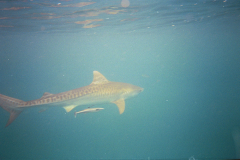 Misc Diving Pictures