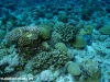 reef
