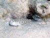 Goby and Shrimp