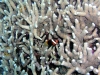 Melanopus Clownfish