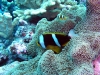 Chrysopterus Clownfish