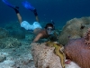 Robert & T. gigas