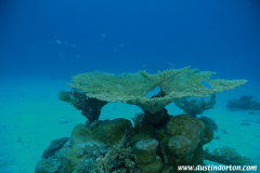 Wau Lagoon