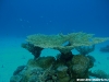 Acropora