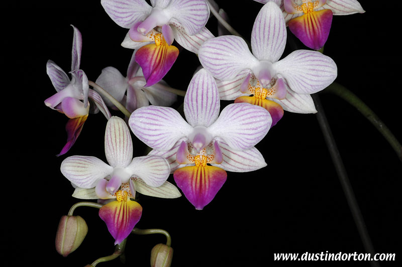   Livingstons Pixie Cassandra lindenii Multifloral Striped Orchid