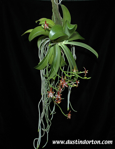 Phalaenopsis thalebanii