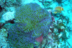First Wau Dive