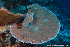 Majuro Deep Dive