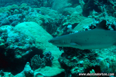 Majuro Dives
