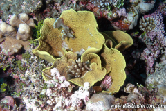 Majuro Oceanside Dive