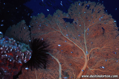 Mili Dive