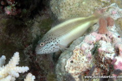 Mili Lagoon Dive