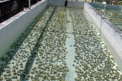 MIMF Clam Farm