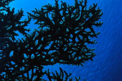 Ocean and Lagoon Dives