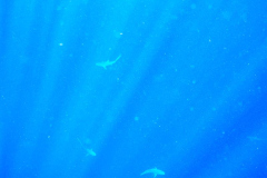 Shark Dive